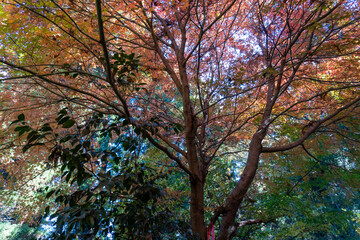 Minami Takao Seven Summits Trail 