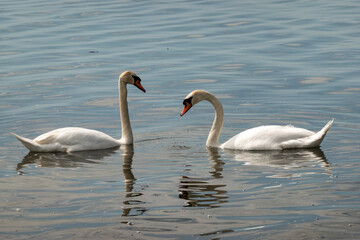 Beautiful elegant swan on Zemplínska Širava, Slovakia
