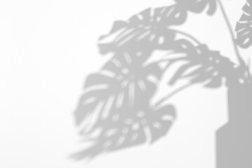 Shadow Overlay Effectsrealistic Monstera Leaves