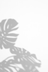 shadow overlay effects,realistic monstera leaves shadow isolated on transparent background,tropical monstera branch natural shadow ,for presentation interior backdrop,Summer abstract shadow overla