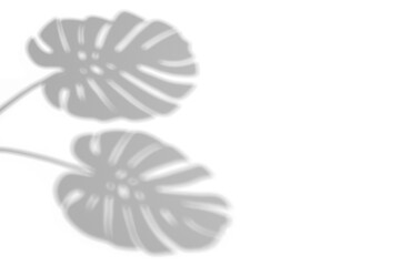 shadow overlay effects,realistic monstera leaves shadow isolated on transparent background,tropical monstera branch natural shadow ,for presentation interior backdrop,Summer abstract shadow overla