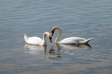 Beautiful elegant swan on Zemplínska Širava, Slovakia