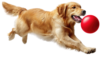 Golden Retriever's Playful Pursuit: A spirited golden retriever bounds with glee, chasing after a vibrant red ball, embodying the essence of canine joy and playful energy.