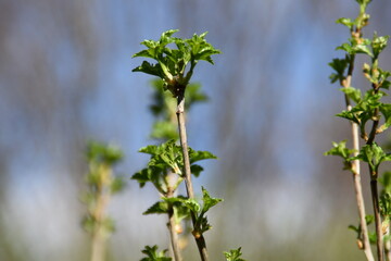 These are little fresh leaves of a common hazel in nature in sunny spring day.