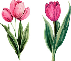 Fototapeta premium bouquet of pink tulips