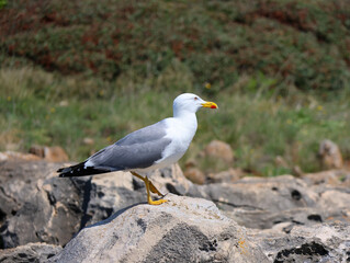 seagull on the beach