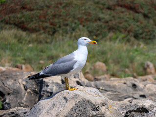 seagull on the rocks