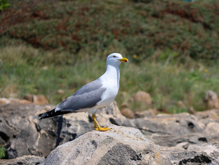 seagull on the rock