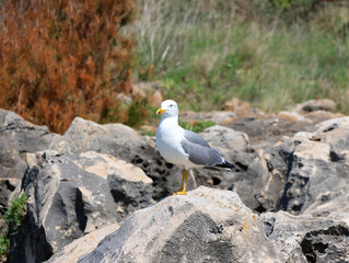 seagull on rock