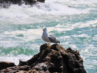 seagull on the rocks