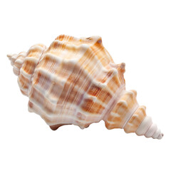Obraz premium Spiral conch seashell isolated on white