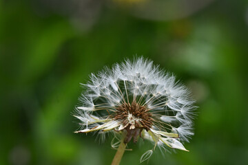 Pusteblume