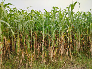 Green Sorghum field.