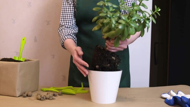 Gardener carefully transferring a jade plant with its root ball into a new white pot. The image captures the hands-on process of replanting houseplants at home