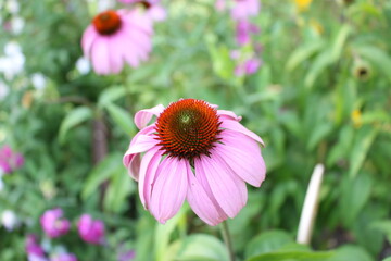 Obraz premium Close-up of a vibrant pink Echinacea flower in full bloom, with a striking central cone and delicate petals
