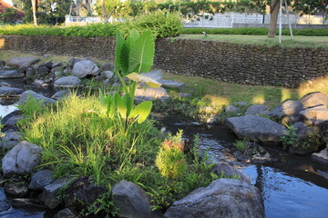 Small plant is growing in a rock garden next to a stream. The plant is surrounded by rocks and the stream is flowing through the garden. The scene is peaceful and serene, with the sound of the water