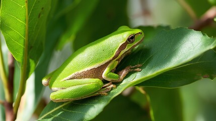 Fototapeta premium Tree Frog Perched on a Lush Green Leaf, Natural Sunlight Filtering Through Foliage, Shallow Depth of Field