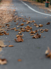 Brown maple leaves on the road surface.
