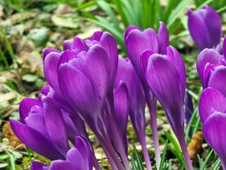 crocus flowers in spring in a small park. Beautiful purple flower head on the ground of fallen yellow leaves and soil