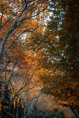 Yellow maple leaves under the morning light.