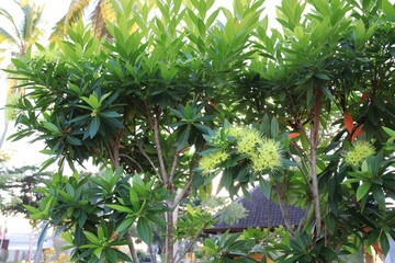 Group of trees with green leaves and yellow flowers. The leaves are arranged in a row and the flowers are scattered throughout the trees