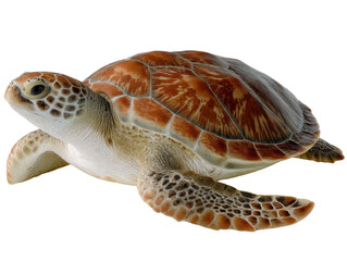 Green Turtle Resting in a Detailed Shell with Unique Texture