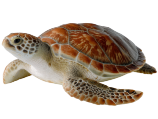 Green Turtle Resting in a Detailed Shell with Unique Texture