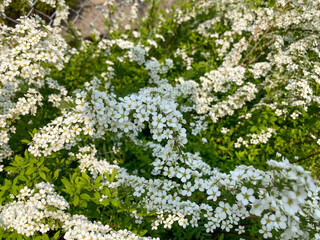 Beautiful white flowers blooming in the Spring.