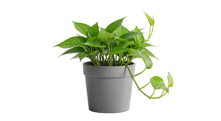 Lush Green Golden Pothos Plant with Trailing Vines in Modern Gray Pot Isolated on Transparent...
