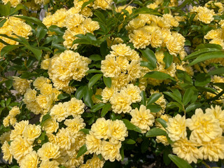 Beautiful yellow flowers blooming in the Spring.