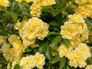 Beautiful yellow flowers blooming in the Spring.