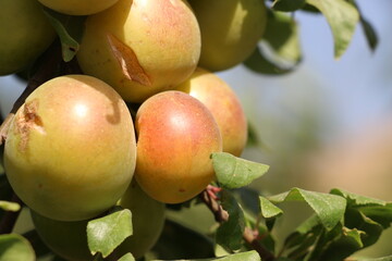 ripe apricots on a branch