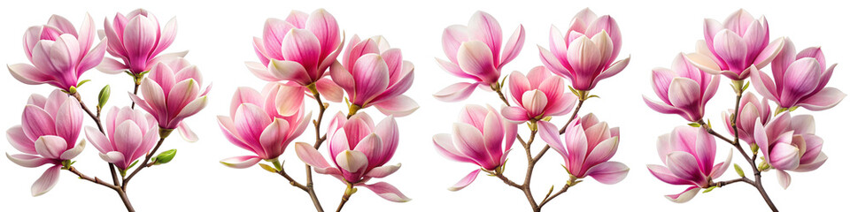 Fototapeta premium Watercolor Magnolia Branches - Pink Blossoms on Transparent Background for Spring Designs, Wedding Stationery, and Digital Scrapbooking