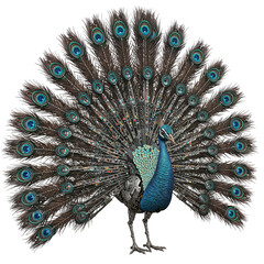 Futuristic robotic peacock with mechanical tail feathers and glowing blue eyes, isolated on a transparent background
