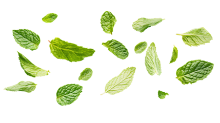 Fresh Mint Leaves Floating on White Background - Natural Herbal Ingredient