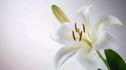 Obraz premium Elegant White Lily Flower on White Background for Design Projects