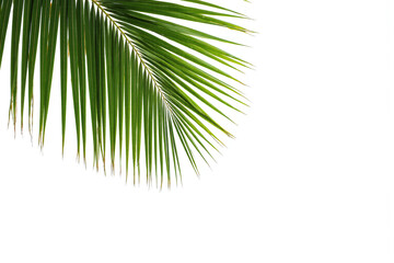 close up of a palm tree branch on a white background