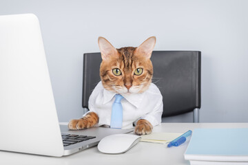 Business Cat in Shirt and Tie Working on Laptop