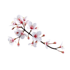 Fototapeta premium Pink Cherry Blossom Branch in Bloom on transparent background