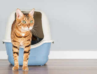 Bengal cat near litter box, pet care concept