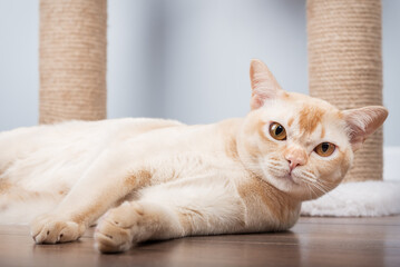A Burmese cat lies on the floor near a scratching post.
