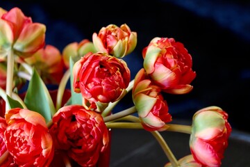 A bouquet of red, double tulips