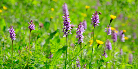 Obraz premium Breitblättriges Knabenkraut (Dactylorhiza majalis) Panorama 