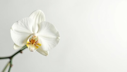 Fototapeta premium Delicate white orchid blossom against pure white backdrop, clean, petal
