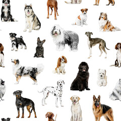 Dog breeds seamless pattern isolated. Hand-drawn watercolor repeated pattern: Australian Shepherd, labrador, Sheltie, Old English Sheepdog, Border Collie pets for fabric, packaging paper design