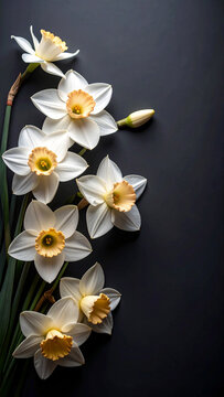Osterblume auf Schwarzem Hintergrund Design Dekorativ 