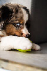 Miniature American Shepherd puppy at home. Blue merle with heterochromia. 2 months old playing with toys, ball