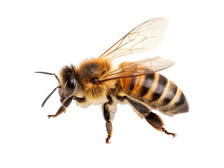 Bee on white background