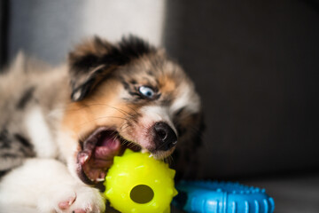 Miniature American Shepherd puppy at home. Blue merle with heterochromia. 2 months old playing with toys, ball