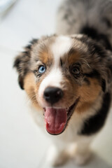 Miniature American Shepherd puppy at home. Blue merle with heterochromia. 2 months old playing with toys, ball